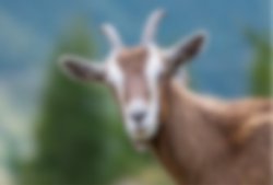 Goat Vision Meme Template