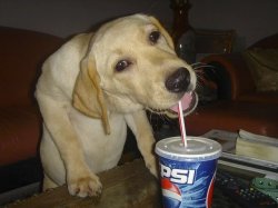 Dog sipping on straw Meme Template