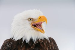 Eagle Meme Template