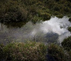 Overhead Shot of the Pond. Meme Template