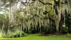 An example of some of my favorite trees back home. Spanish moss Meme Template