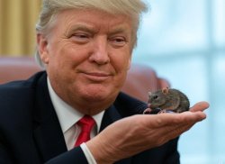 Donald Trump holding a mouse RB60 Arbie Meme Template