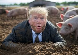 Donald Trump wallowing in mud Pigs Meme Template