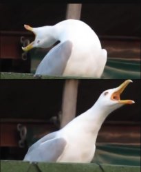 seagul meme Meme Template