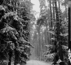 Wintertime Forest. x Meme Template