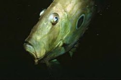 John dory Meme Template