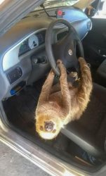 Drive-Thru Sloth Meme Template