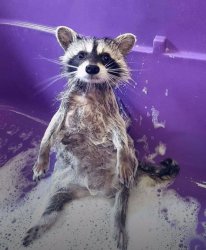 Racoon Shower Meme Template