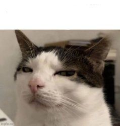 Sus cat Meme Template