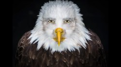 eagle face Meme Template