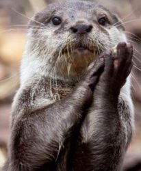 Otter clapping Meme Template