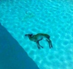 Deer in pool Meme Template