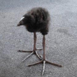 Long legged bird Meme Template