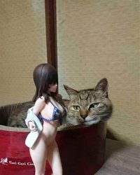 cat looks at figurine Meme Template