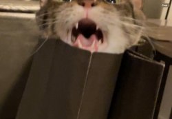 My cat Meme Template