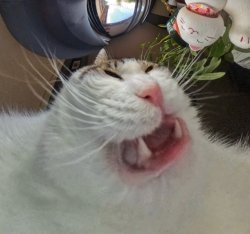 Cat Fangs Meme Template