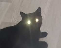 cat demon Meme Template