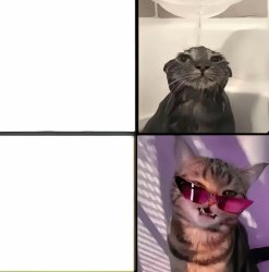 diva cat Meme Template