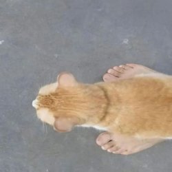 Bigfoot's cat Meme Template