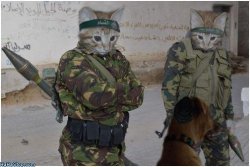 Soldier cats Meme Template