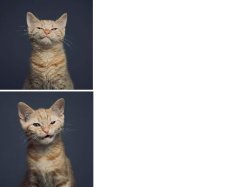 Discussed cat Meme Template