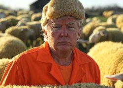 Donald Trump sheeple sheep sheepskin hat orange jumpsuit Meme Template