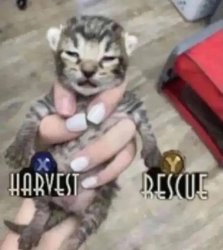 Harvest or rescue Meme Template