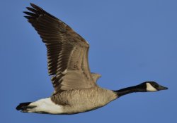 America Goose Meme Template
