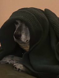 Darth Lilly Meme Template