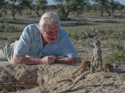 Attenborough and meerkat Meme Template
