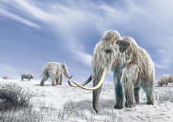 Mammoth Meme Template