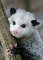 Opossum Meme Template