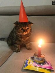 Cat Celebrating Birthday Meme Template