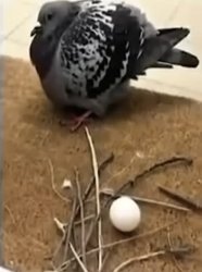 No efforts Meme Template