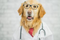 Doctor Dog Meme Template