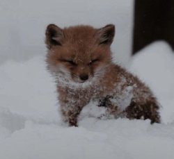 Adorable Lil Foxy Meme Template