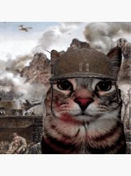 WW2 Cat Meme Template