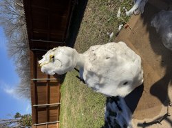 snow them Meme Template
