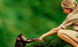 Jane Goodall Meme Template