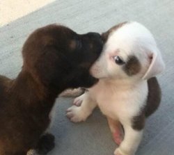 Perrito comiendose a otro Meme Template