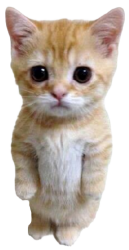 Cat Meme Template