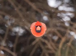 Northern cardinal flying towards the camera Meme Template