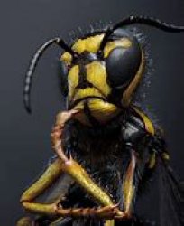 thinking bee Meme Template