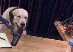 dog microphone Meme Template