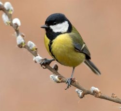 great tit Meme Template