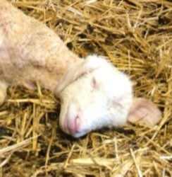 sleeping lamb Meme Template