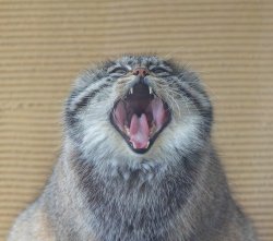 groosh screaming Meme Template