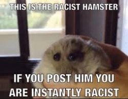 Racist Hamster Meme Template