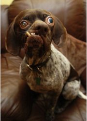 Ugly dog Meme Template