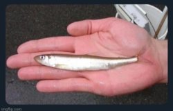 Sardine Fish Meme Template